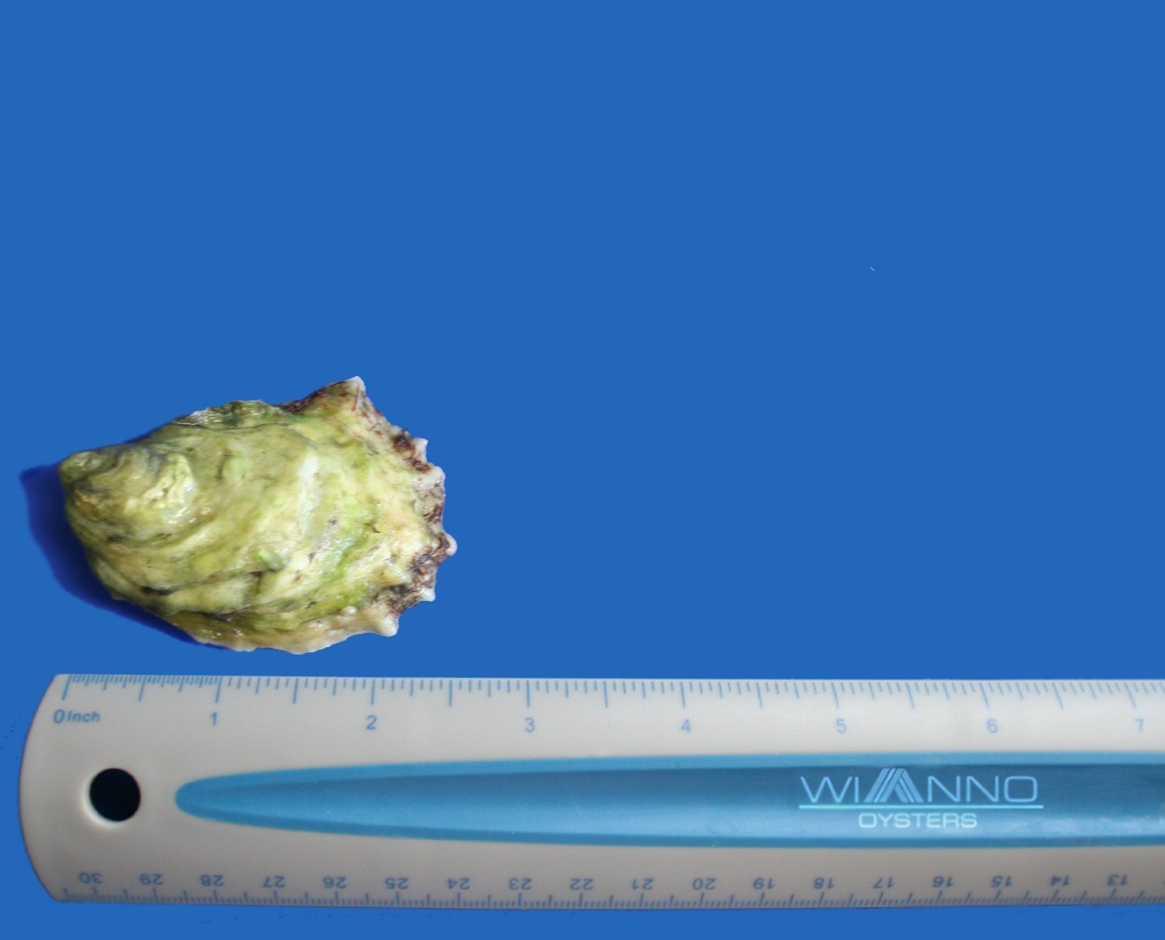 oyster growth 18 mo
