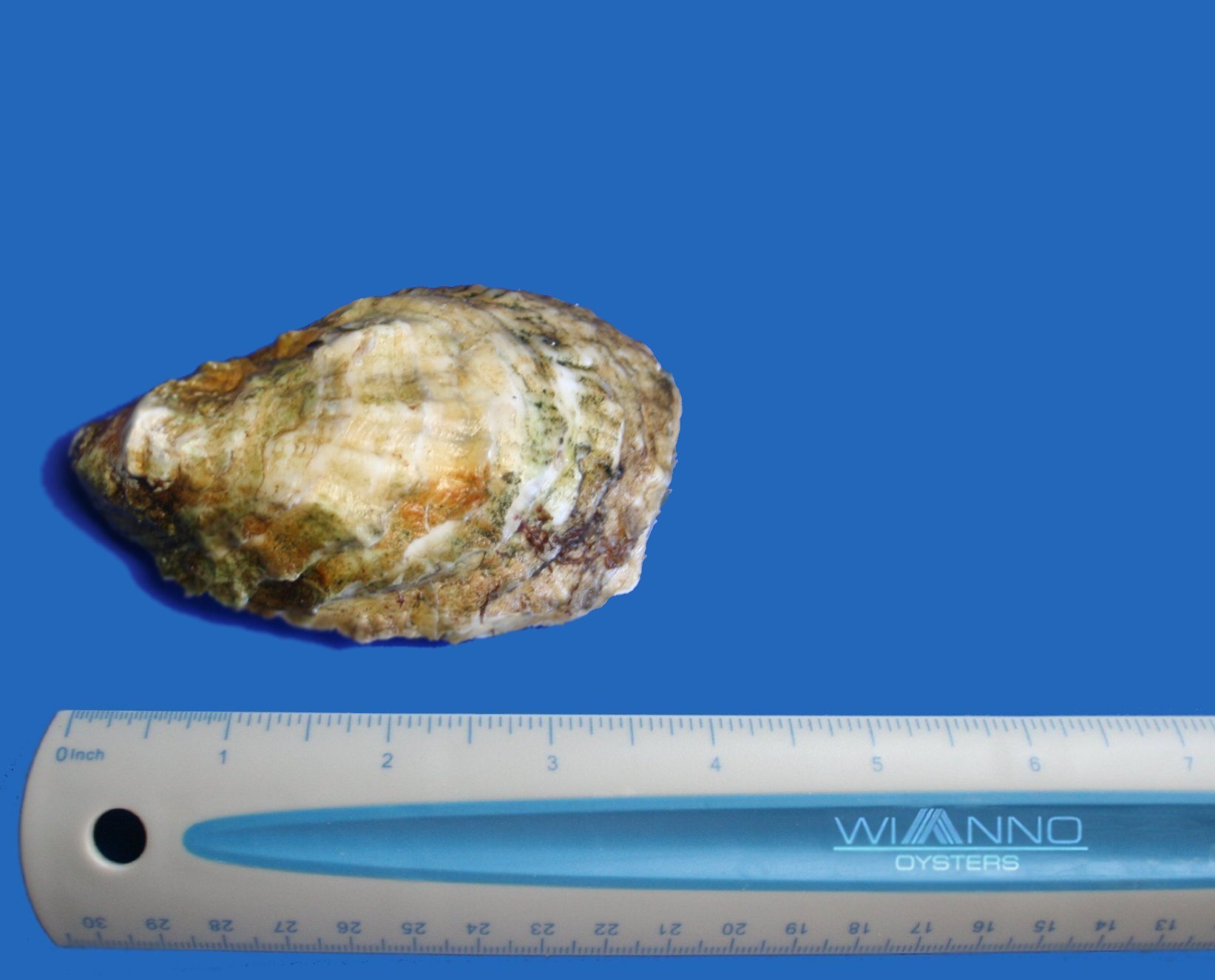 oyster growth 24mo