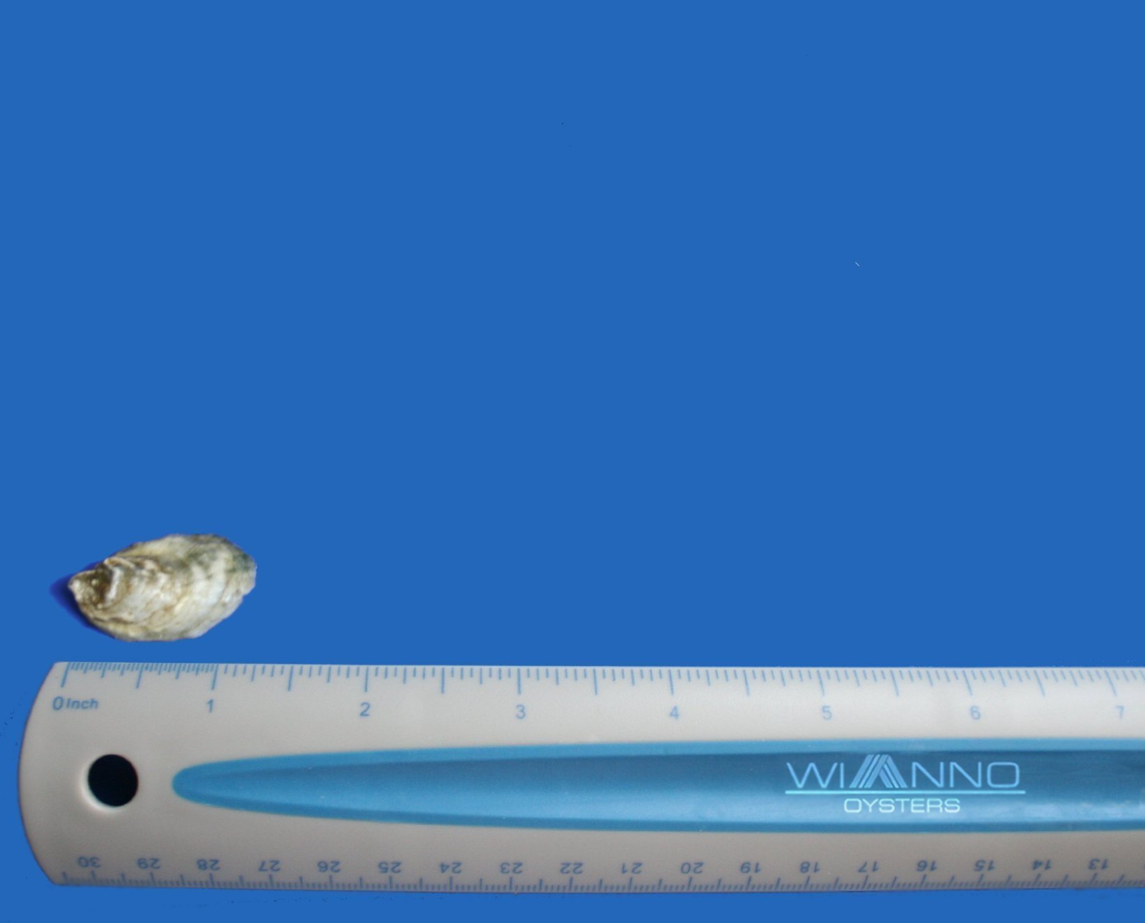 oyster growth 6mo