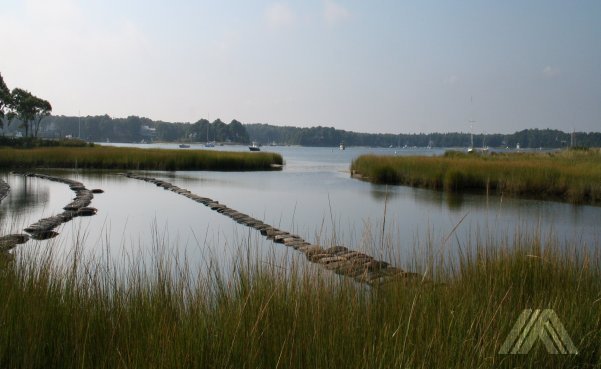 cape cod oyster