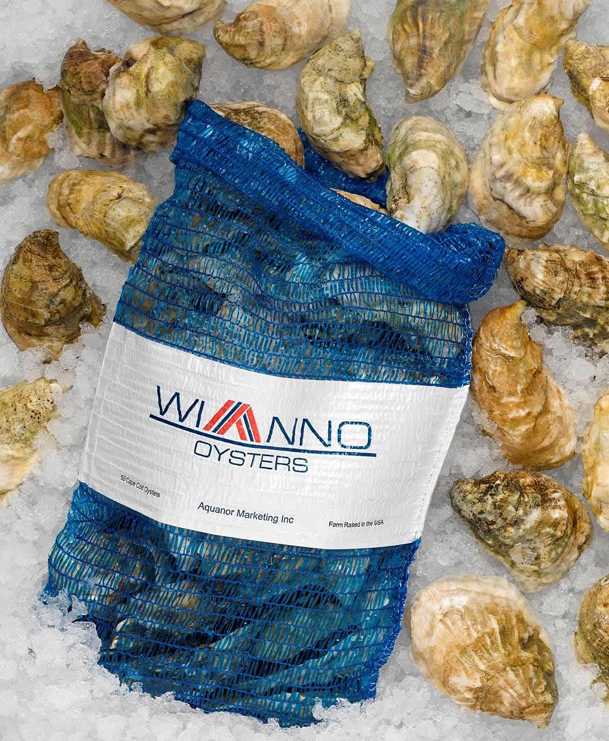 wianno oysters