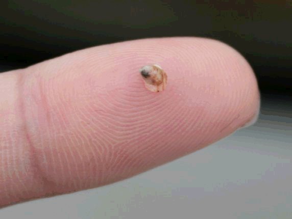 oyster seedling