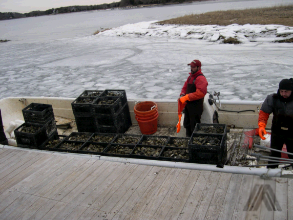 oyster harvest